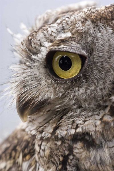 Alaska, Ketchikan Western screech owl